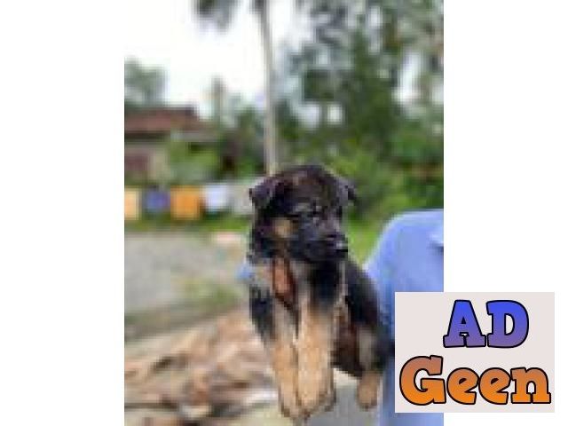 used TOP QUALITY GERMAN SHEPHERD CHAMPION LINAGE WITH KCI whatsaap 8019630452 for sale 